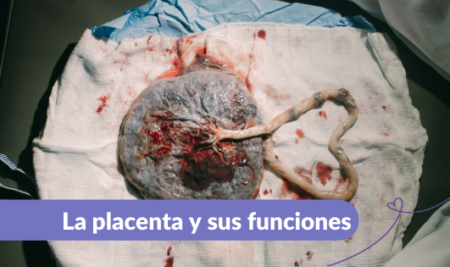 5 cosas que no sabías de tu placenta