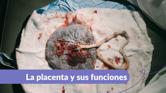 La Placenta y sus funciones