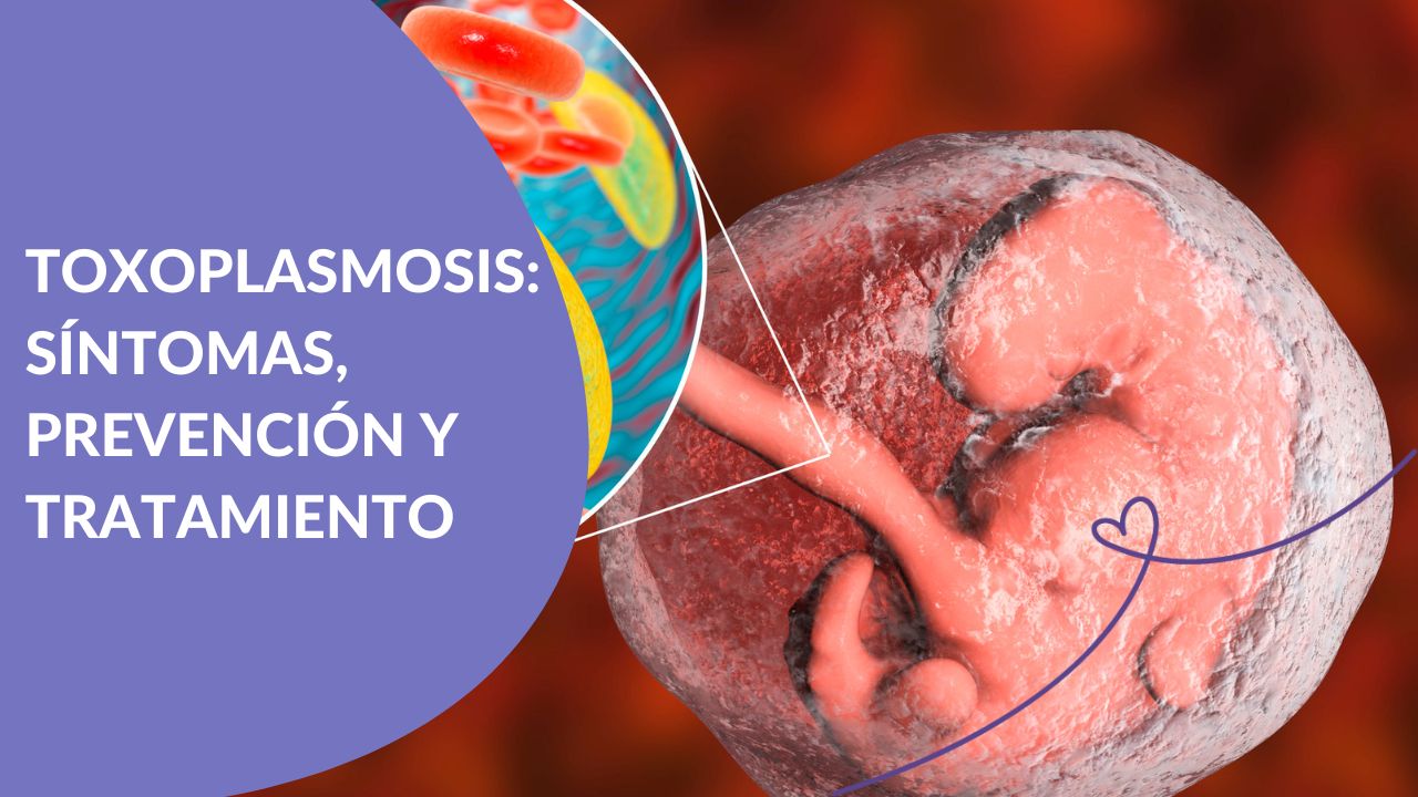Toxoplasmosis en el embarazo Maternar.co