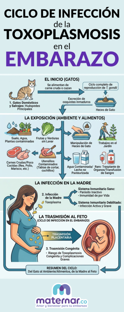 Toxoplasmosis en el embarazo Maternar.co